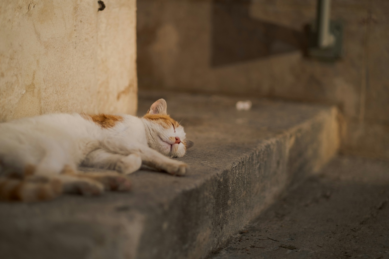 Greek island offers free housing to cat sanctuary volunteers
