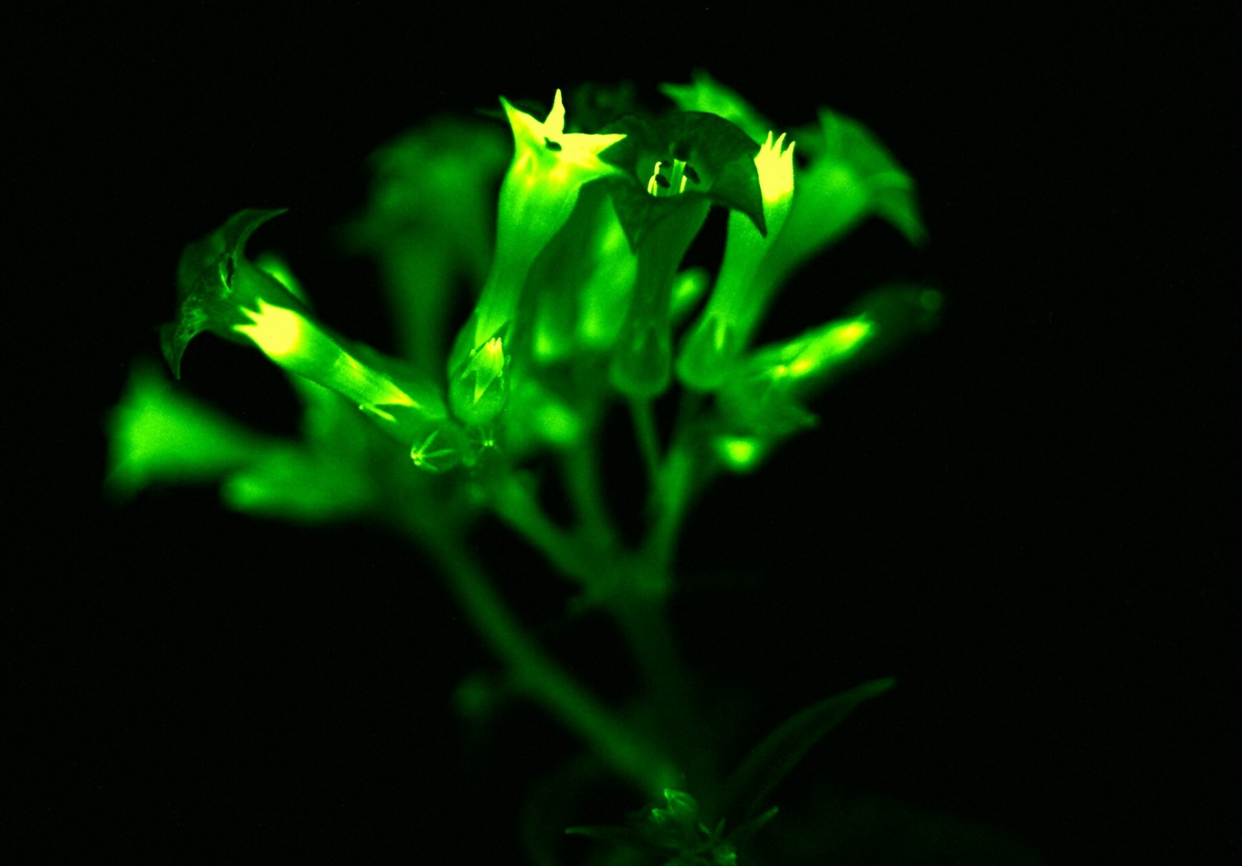 Glow-in-the-dark plants could reshape urban lighting and tourism but raise eco concerns