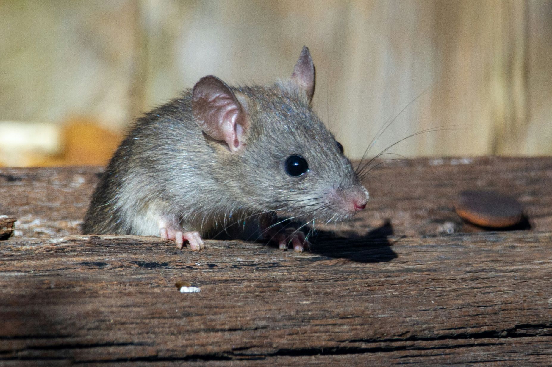 What are the symptoms of hantavirus and how to avoid catching it? 
