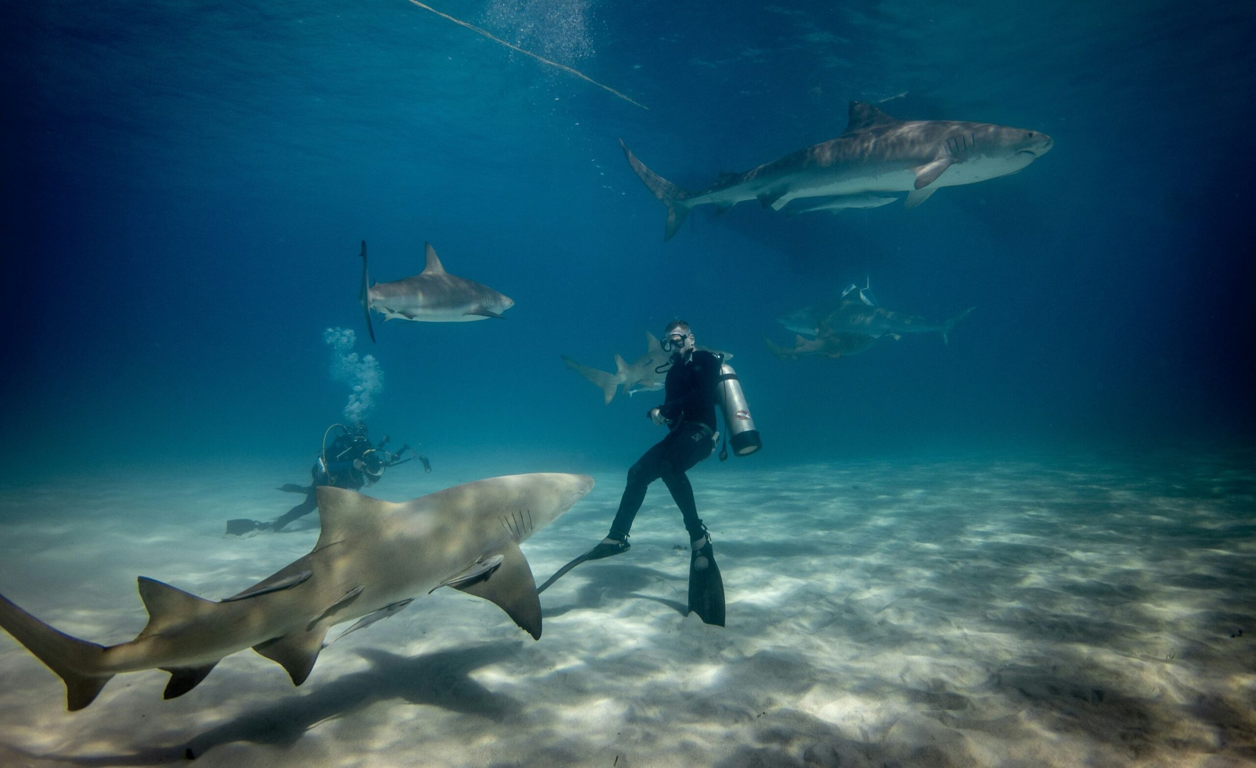 Now tourists in Japan can participate in coral and shark protection dives