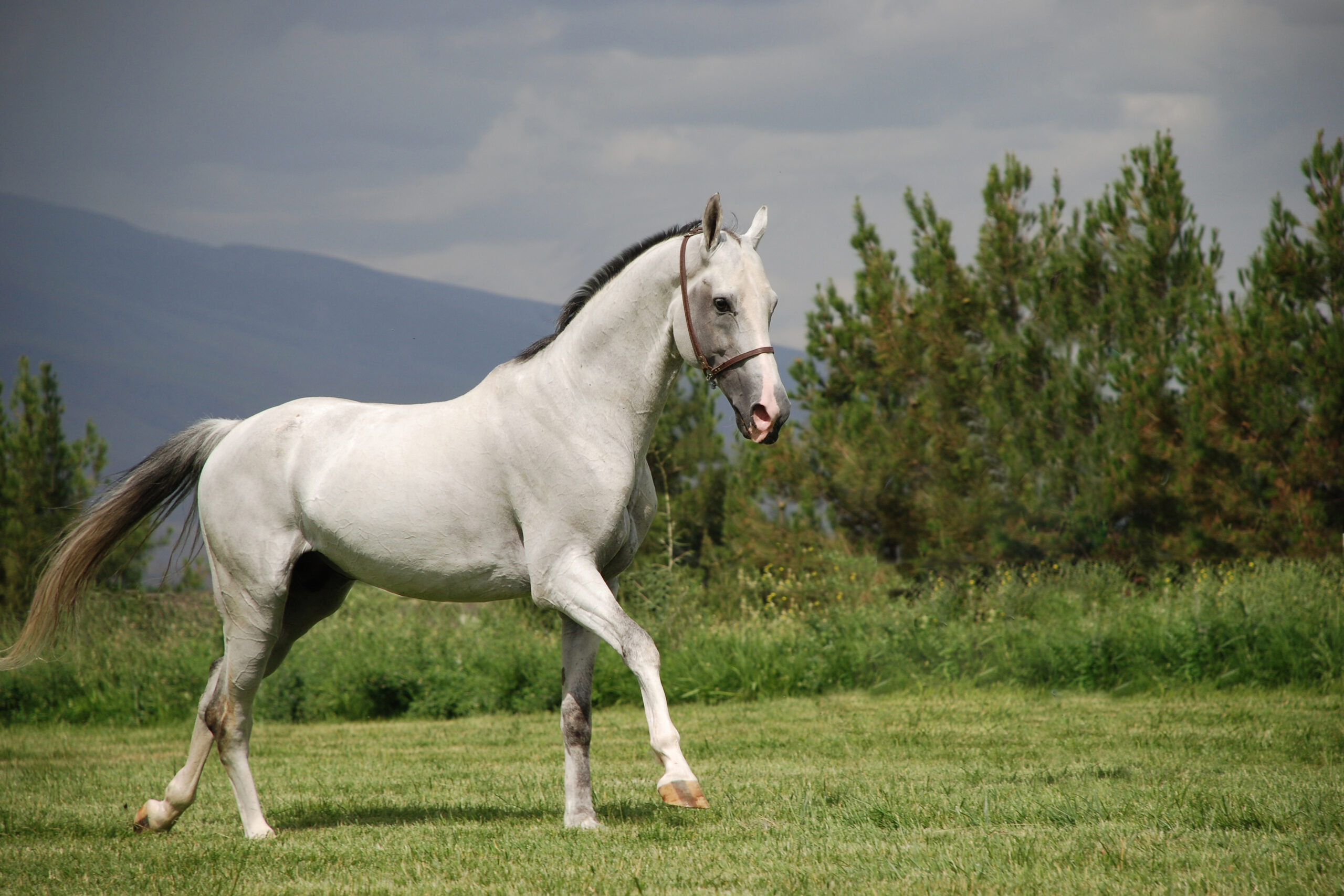 Legendary Akhal-Teke horses are coming to Europe