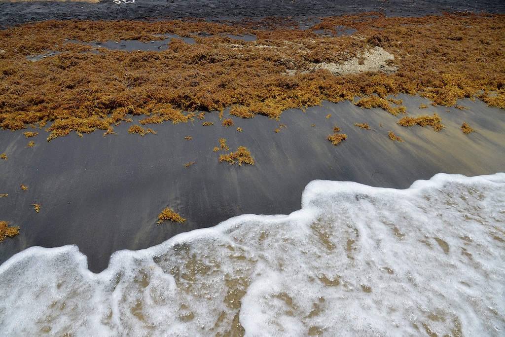 Caribbean beaches face growing sargassum challenge as scientists warn blooms may persist