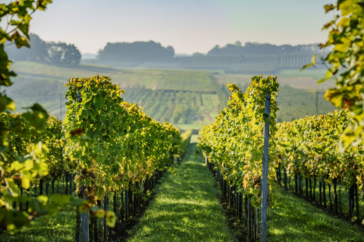Hageland celebrates Belgian wine with four weekends of tastings and vineyard tours