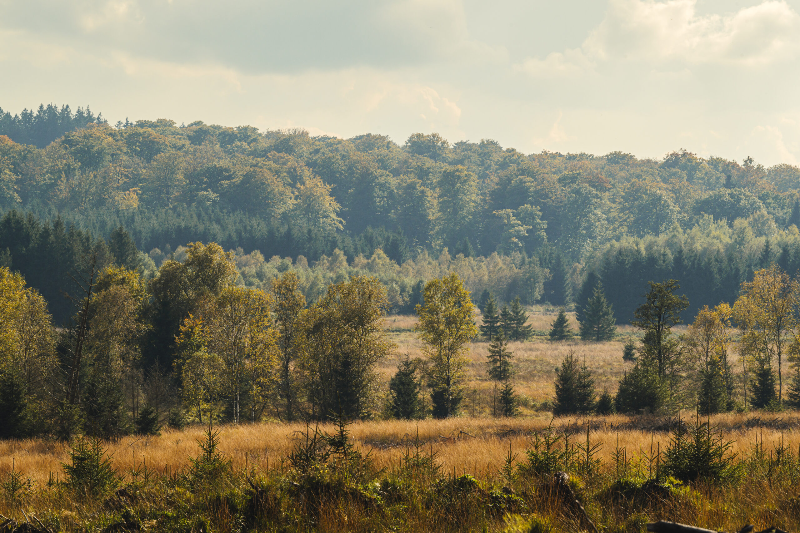 parallax background