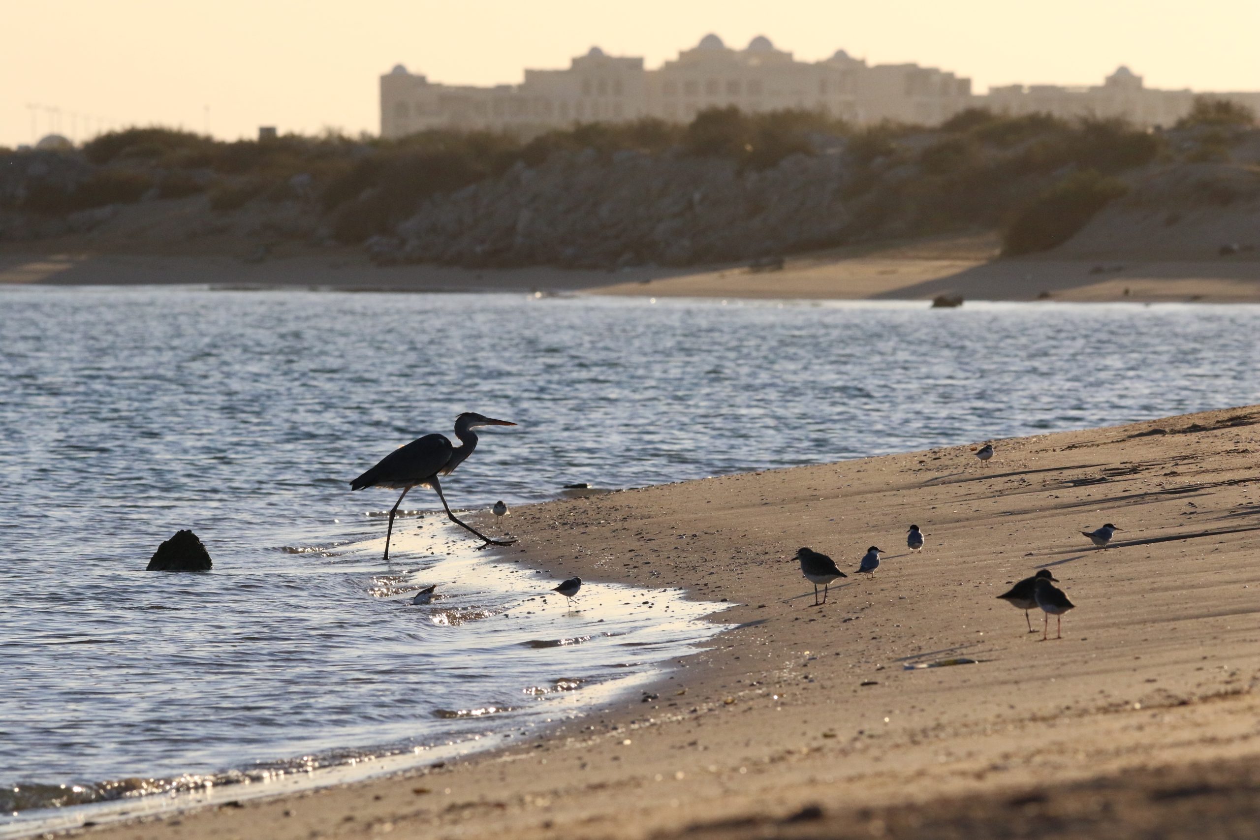 Beaches in three UAE emirates closed amid major oil spill